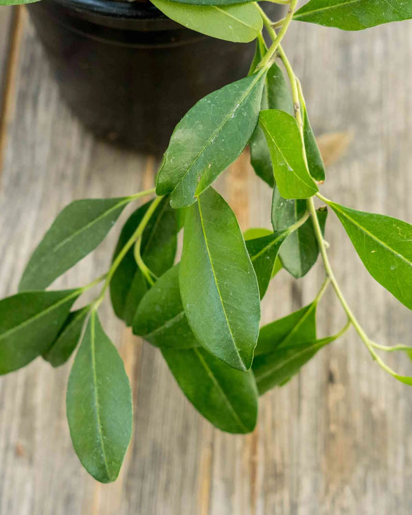 Yerba Mate
